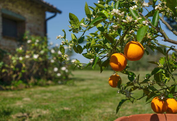 Pozzo Dei Desideri: Открытый, Сад, Экстерьеры