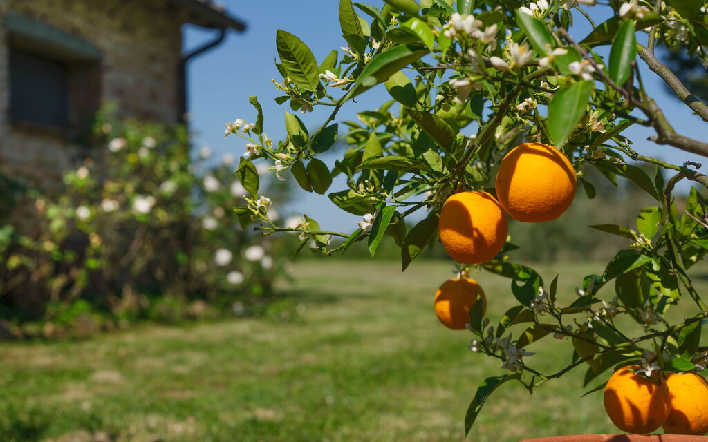 Pozzo Dei Desideri: all'aperto, Esterni, Giardino