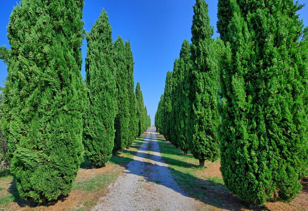 Casale Giulio: Взгляды