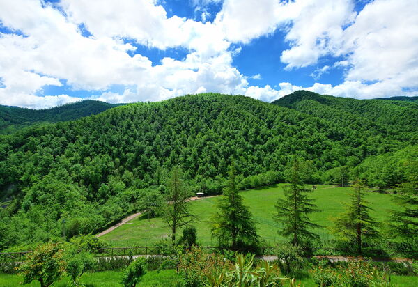 Villa Contessa: Garten