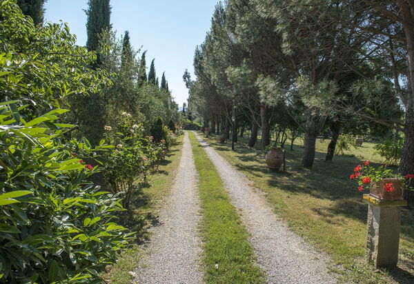 Villa Elisa: Garten