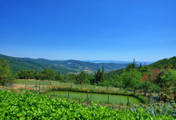 Il Salice: Visninger