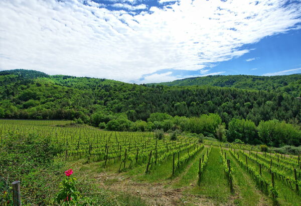 Villa Barbischio: Visninger