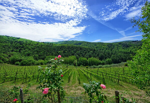 Villa Barbischio: Visninger