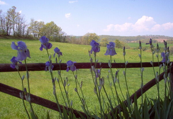 Ginestrella: Открытый, Сад