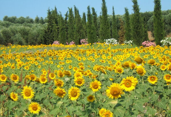 Villa Giulia Follonica