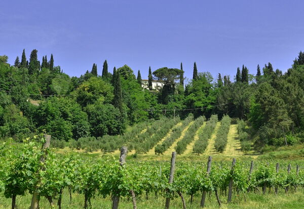 Villa Buonaparte: Сад