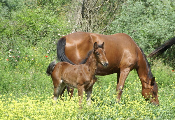 Le Querce Di Campocane: Garten