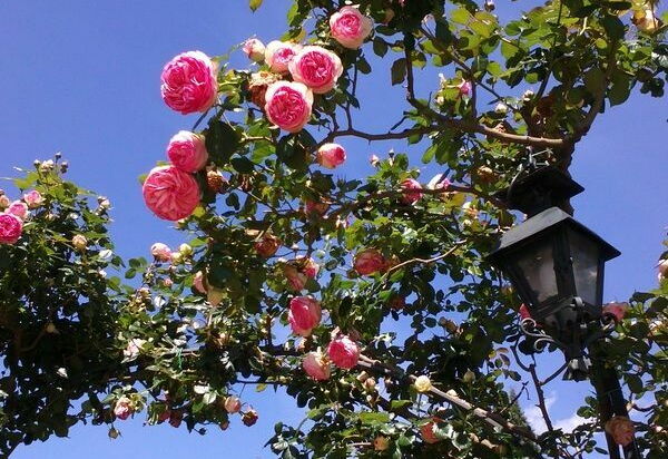 Villa Gaville: Сад