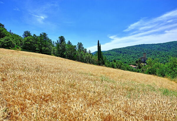 Villa Picchio: Draussen, Garten