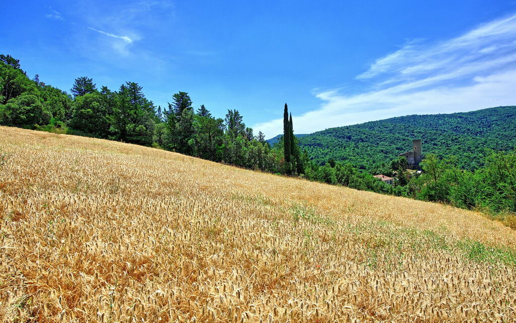 Villa Picchio: Garden, Outdoor