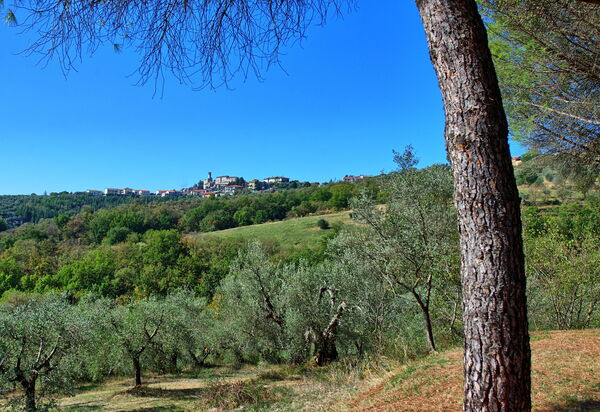 Villa Uccellaia: Ansichten, Draussen, Garten
