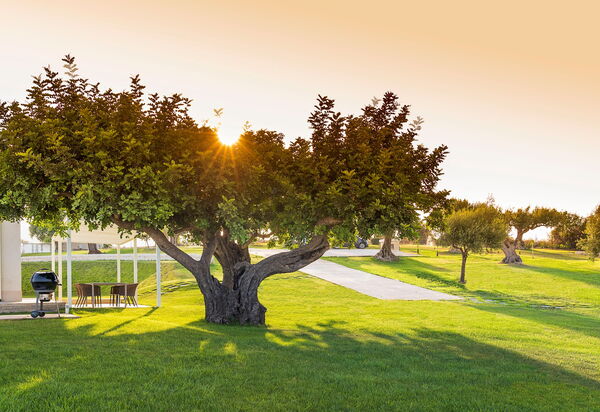 Villa Colleverde: Jardin