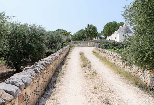 Trullo Oak