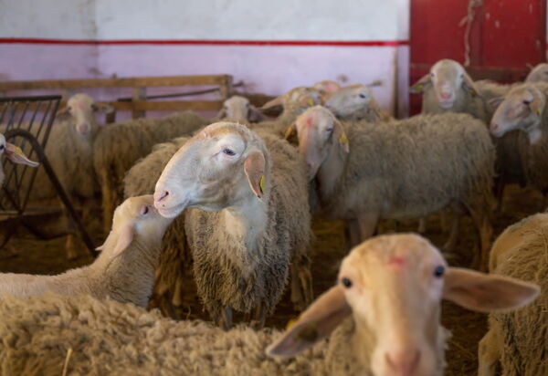 Casale Della Torre: Tiere