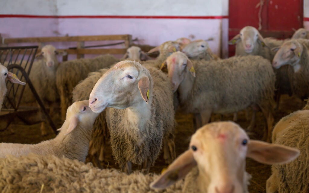 Casale Della Torre: Djur