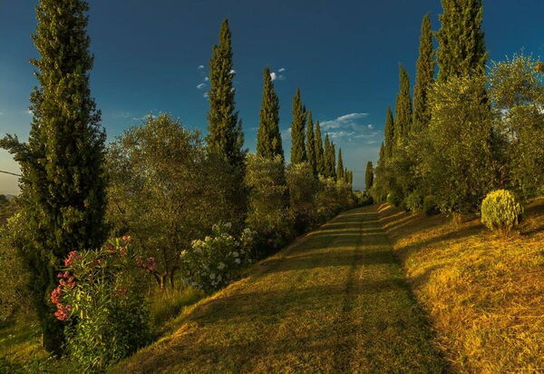 Leccino: Have, Udendørs, Udvendige, Visninger