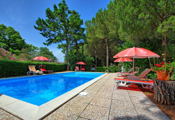 Leccino: Have, pool, Udendørs