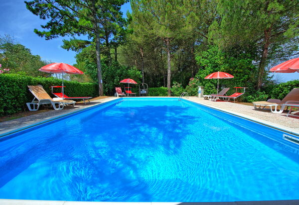 Leccino: Have, pool, Udendørs