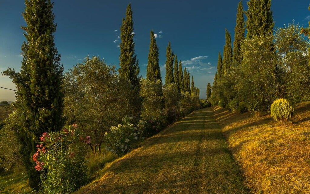 Leccino: Exteriör, Trädgård, Utomhus, Visningar