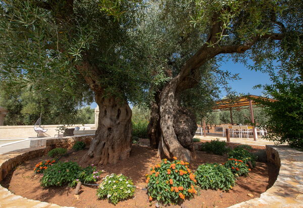 Terra Mater: Открытый, Экстерьеры