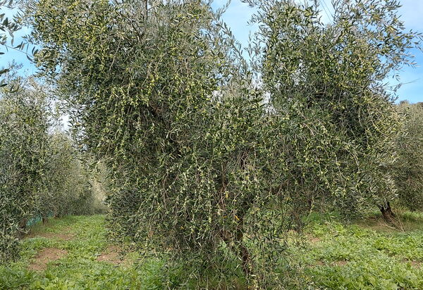 Podere Peteglia: Vues