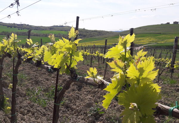 Podere Peteglia: Vues