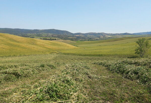 Podere Peteglia: Vues