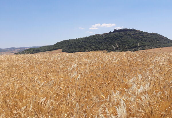 Podere Peteglia: Vues