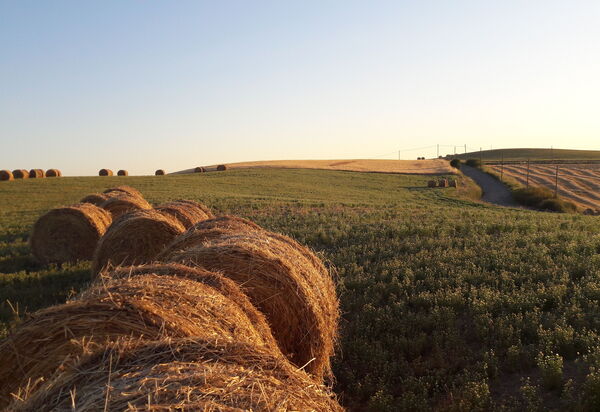 Podere Peteglia: Vues