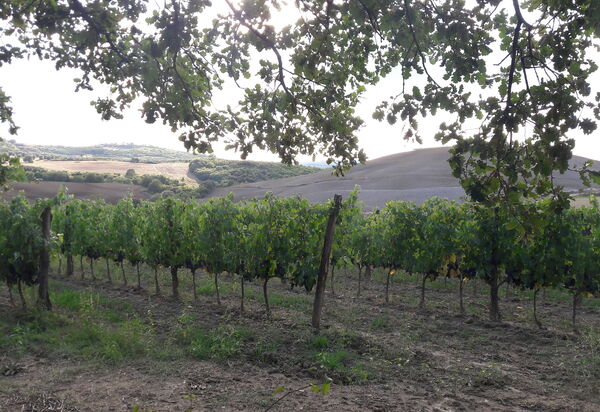 Podere Peteglia: Vues