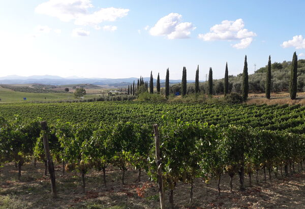 Podere Peteglia: Vues